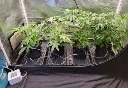 Auto-watering system with a timer and tubing to pump water to cannabis plants on a schedule. Automated watering can be helpful in many situations.