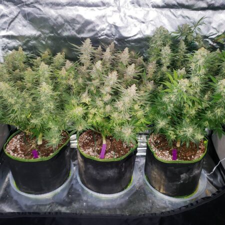 This plant structure naturally produces more top-quality main buds than if you allowed the plants to grow naturally.