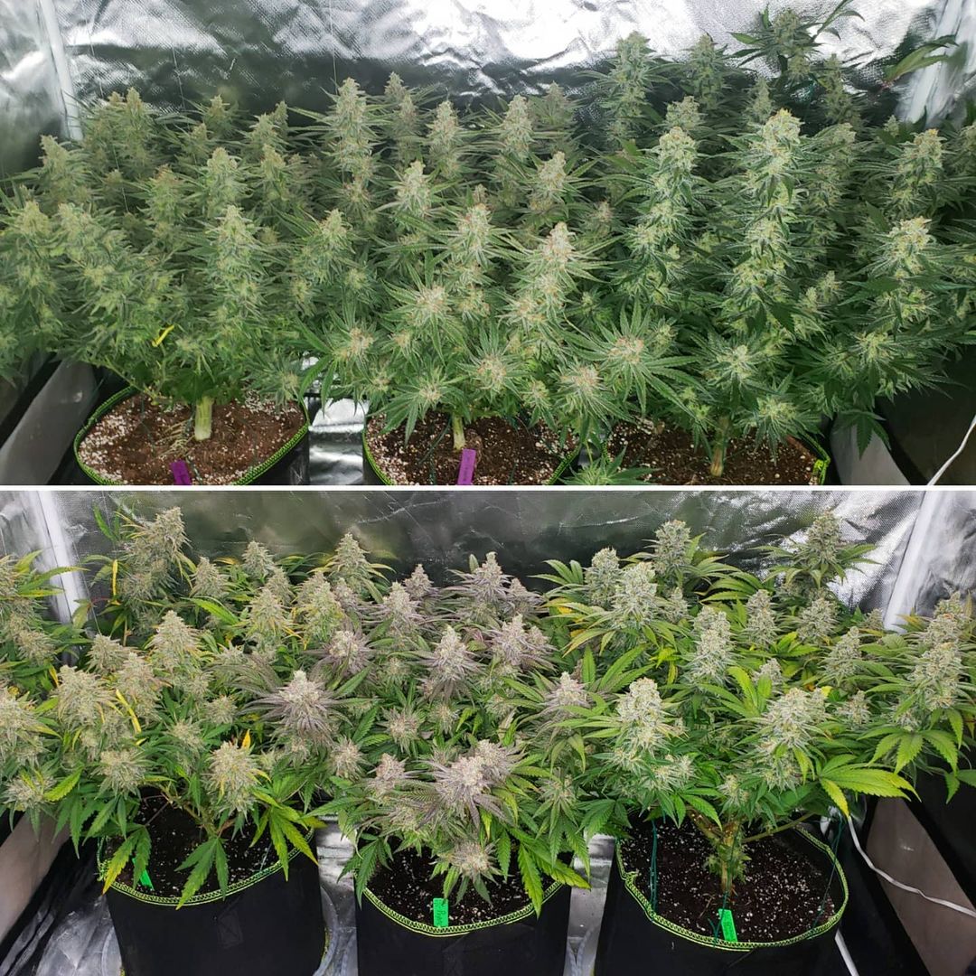 What's the Best Cannabis Grow Light for My Grow Space and Desired Yields? Grow Weed Easy