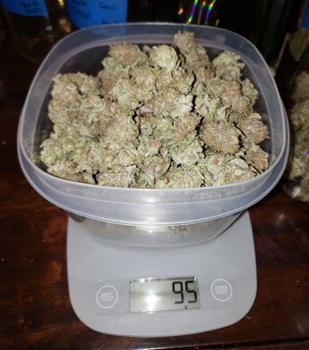 Peyote Critical cannabis Harvest in coco - weight on the scale