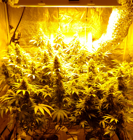 High Pressure Sodium grow lights, or HPS grow lights, were the golden standard in growing cannabis indoors from at least the 70s to the early 2010s. However, modern LEDs are getting comparable and even better results, especially for certain setups and cannabis strains. However, HPS grow lights have some unique advantages for growing weed.