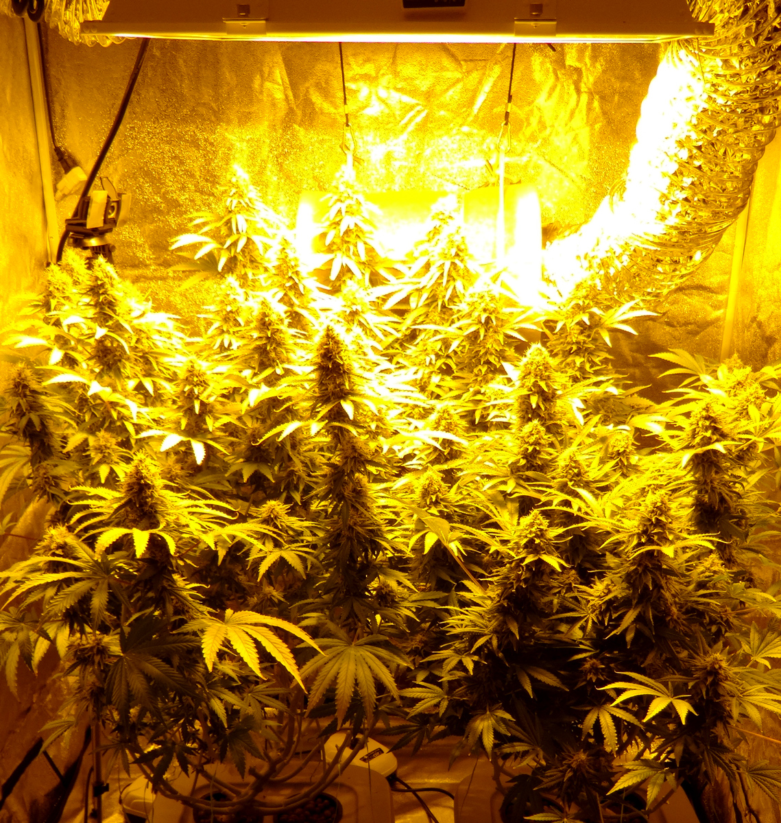 How to Choose HPS Grow Lights for Growing Cannabis