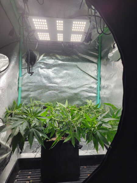 Bend over the tallest branches or even just trim the whole plant to be shorter. This will buy you time until the flowering space opens up.