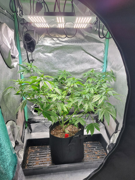 Example of a cannabis plant before low stress training.