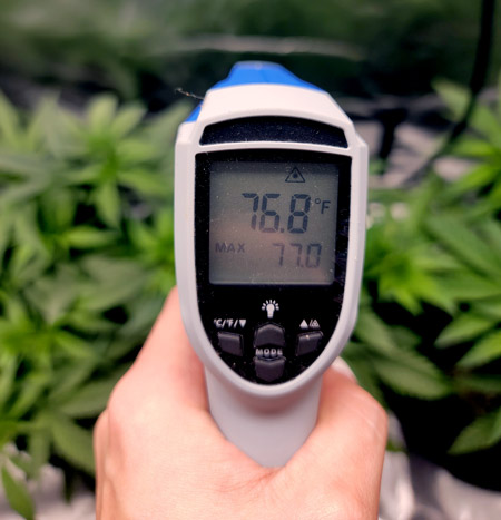 Temperature measurement device