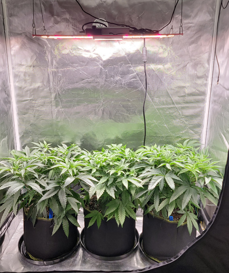 Topped cannabis plants naturally grow wider and bushier.