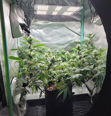 How to Grow 3 oz of Cannabis in a $300 Mini LED Grow Kit How to Grow 3 oz of Cannabis in a $300 Mini LED Grow Kit
