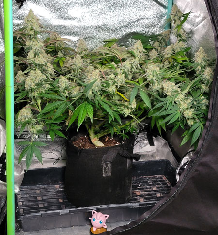 Minit tent with a tiny little cannabis plant