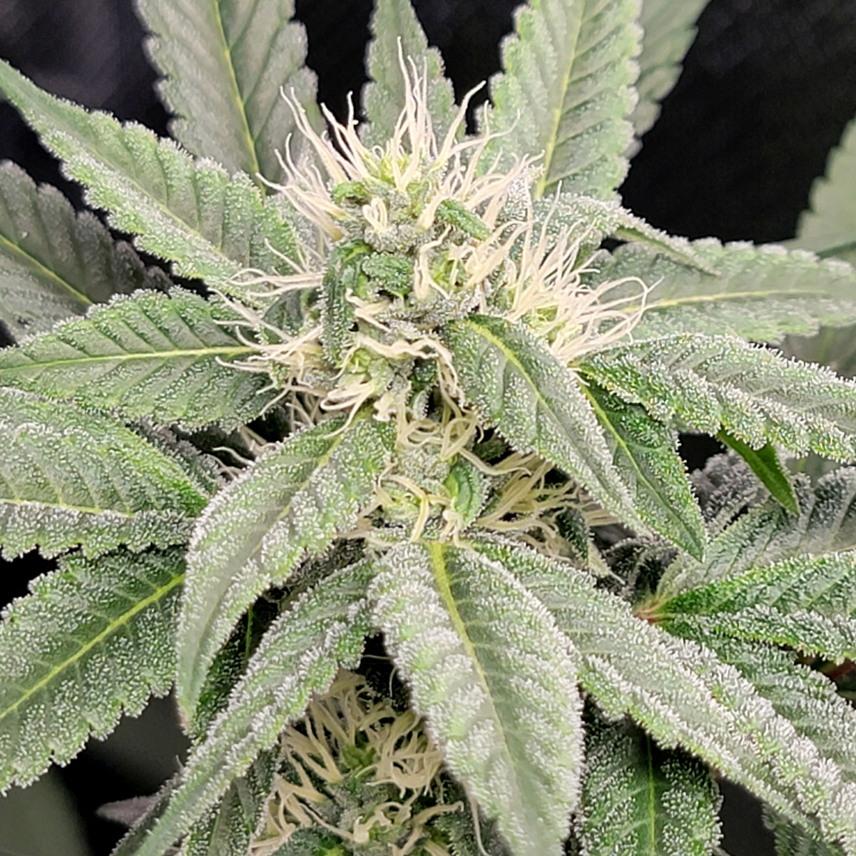 Review of Platinum Cookies strain by Seed Supreme (Highly