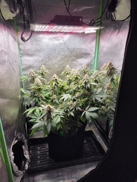 This was a Pineapple Runtz Auto (highly recommended strain for this mini cannabis setup!).