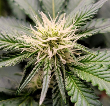 Switch to 1 tsp/gallon of Dyna-Gro "Bloom" when buds look like this (usually 2-3 weeks after cannabis starts flowering)