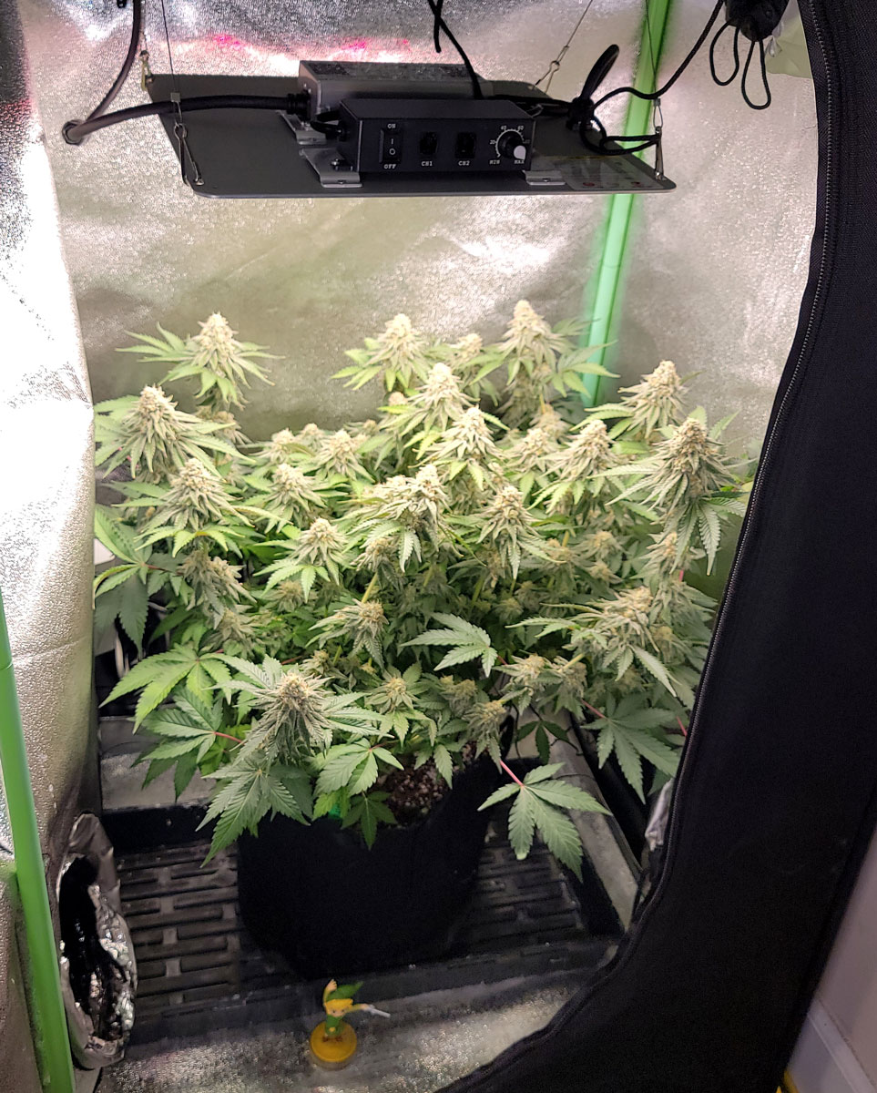 Is this mold under my blacklight? - Harvesting - I Love Growing Marijuana  Forum