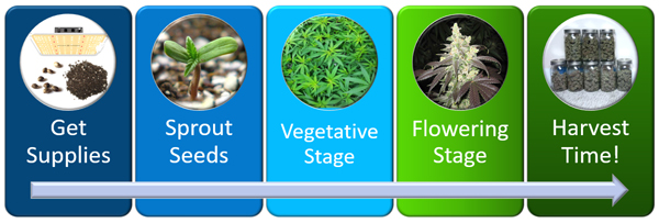 How Long Does It Take to Grow Weed Indoors? [2 to 4+ months] | Grow - How Long Does A Weed Plant Take To Smoke