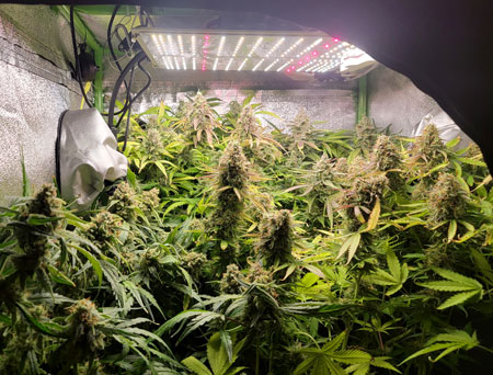 I once had autoflowering plants that grew too tall because they took longer than expected to start flowering. However, the SF-1000 light is gentle enough that it won't burn buds even if they're close, as long as you make sure to give your plants proper nutrients. The SF-1000 makes this a perfect beginner grow light because it will still produce a lot of great weed even you if you make some mistakes.