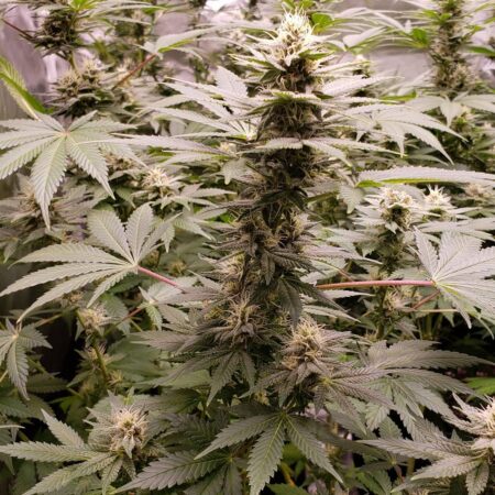 Buds located at the top of the plant produce the most THC, so make as many buds as possible be at the top.