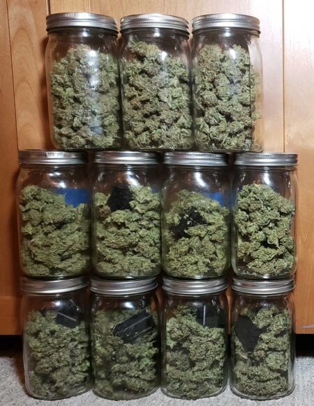 Get ready to harvest a ton of dense potent smelly weed!