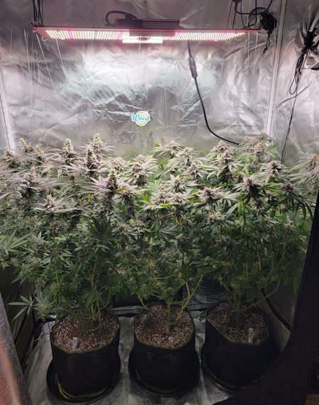 These plants were all grown under the "long" version, the HLG 300L R-Spec, a newer model which has been designed for 2'x4' spaces (a common size for a grow tent or closet).