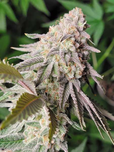 Pacific Punch by Square One Genetics - wonderful sparkly cannabis strain