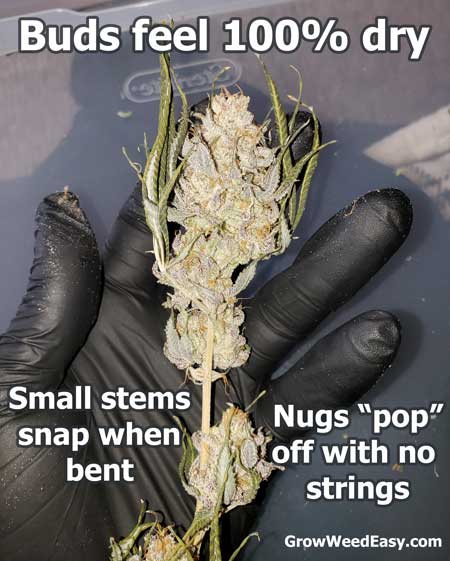 How to tell when cannabis buds are dry and ready to trim - GrowWeedEasy.com