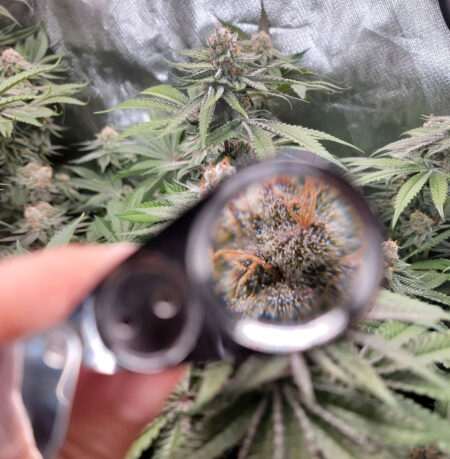 A view of marijuana trichomes through a jeweler's loupe to magnify them.