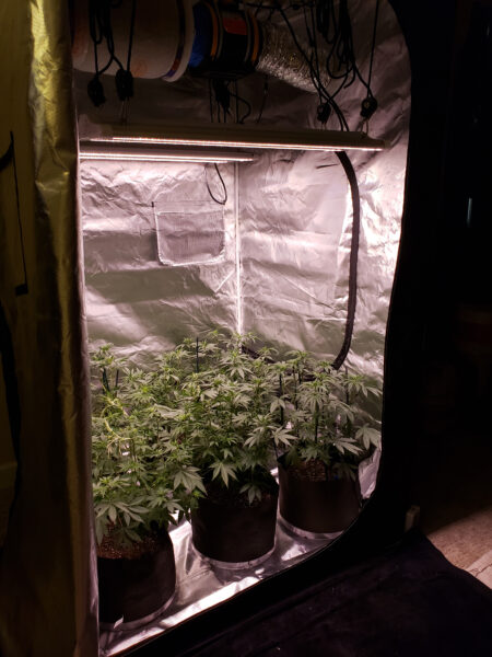 Here are happy cannabis plants under good LEDs with a wide spectrum of light.
