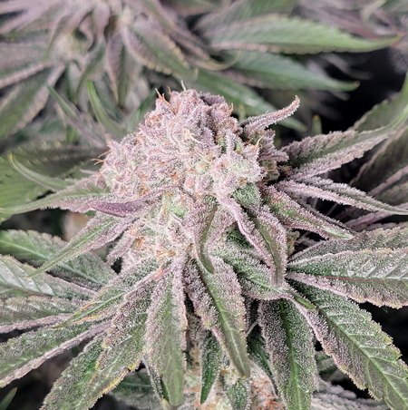 Runtz dense cannabis buds just before harvest in the defoliated grow tent in this side-by-side experiment