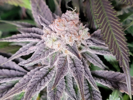 A Runtz cannabis bud with purple hues, just before harvest