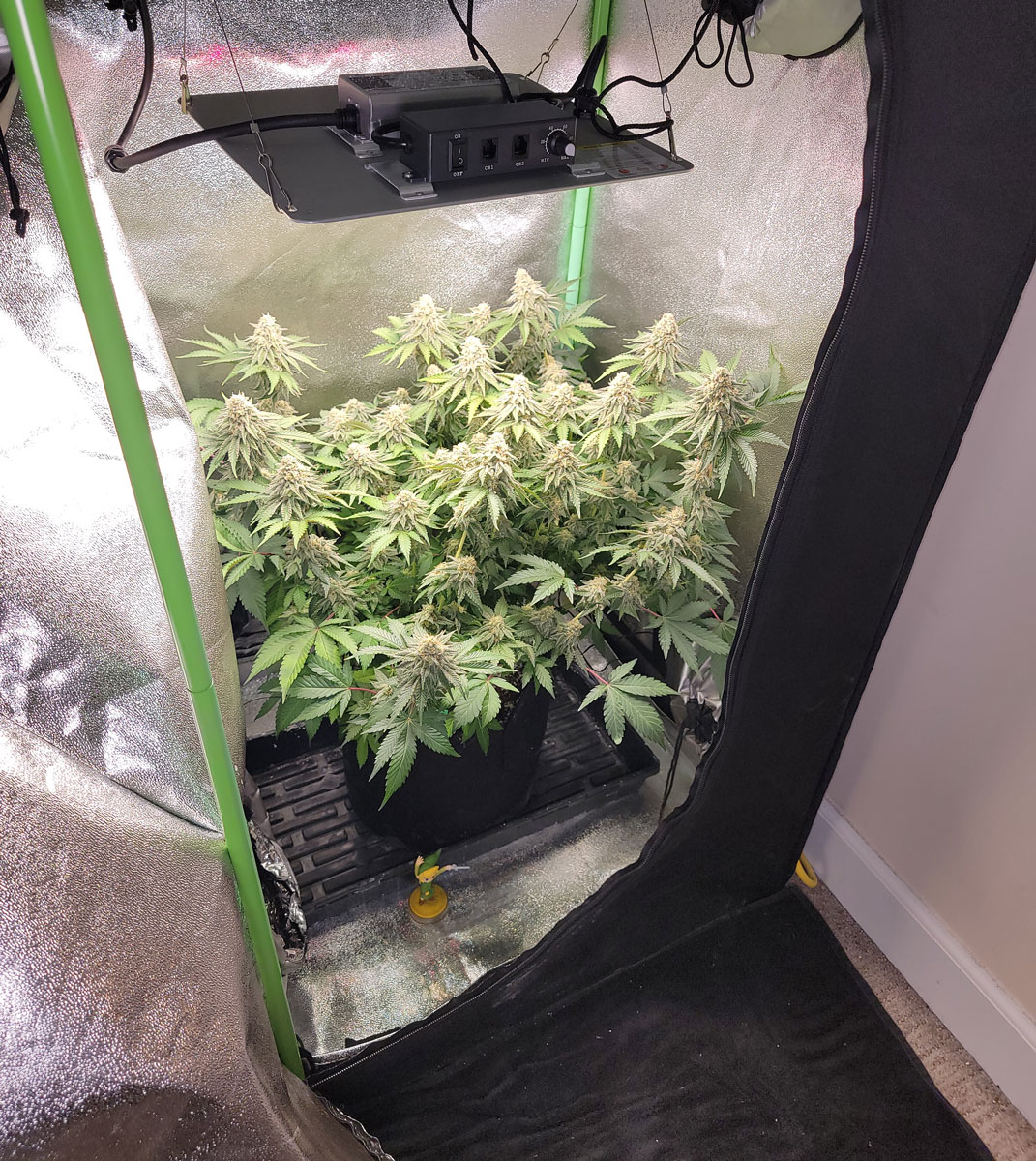 Harvest up 4 oz in this 100W Mini Grow Kit – Complete Setup & Weed Growing Tutorial | Grow Weed Easy