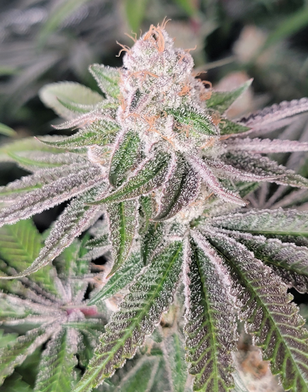 Wildberry marijuana bud just before harvest in the defoliated grow tent in this side-by-side experiement