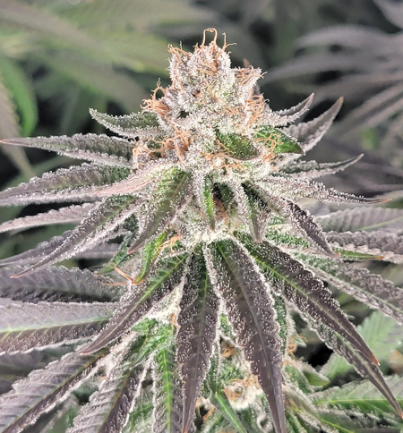 Wildberry Runtz cannabis bud by Robin Hood Seeds (could use another week for max potency)