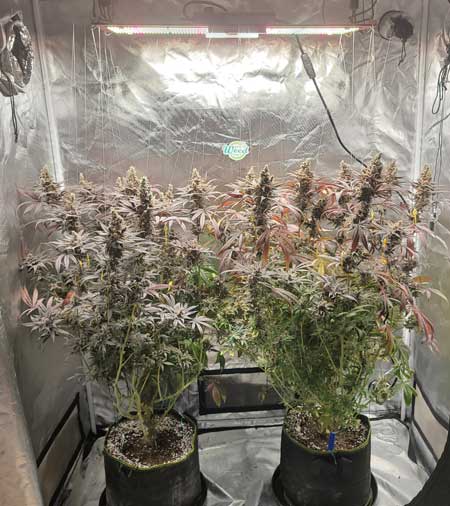 Whenever I've grown with the HLG 300 R-spec LED grow lights, I've been impressed by the bud quality. This LED grow light produces smooth cannabis buds that look great and produce max amounts of THC for the strain.