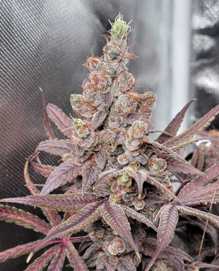 Here are closeups of cannabis buds while they're growing under the HLG 300 R-Spec.