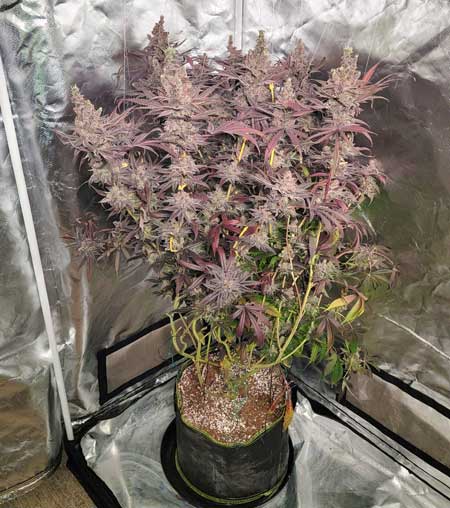 One of the Platinum Cookies cannabis plants we grew.