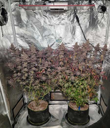 Check out the beautiful purple buds on these Platinum Cookies cannabis plants!