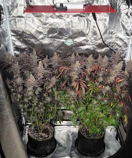 Modern LEDs like this HLG LED grow light make dense heavy cannabis buds with excellent yields.
