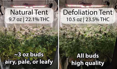 Check out the full grow journal of the cannabis defoliation side-by-side experiment.