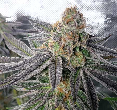 Ocean Fruit cannabis bud grown under an LED grow light, ready to harvest!