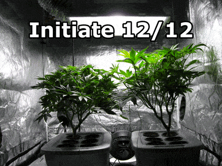 Check out how much bigger the plants get after they start making buds. One plant barely grew and one more than doubled in size. The amount of "stretch" is determined by the strain. A general rule is to end the vegetative stage when plants have reach half the final desired height, so you'll be good if the plants double in size.