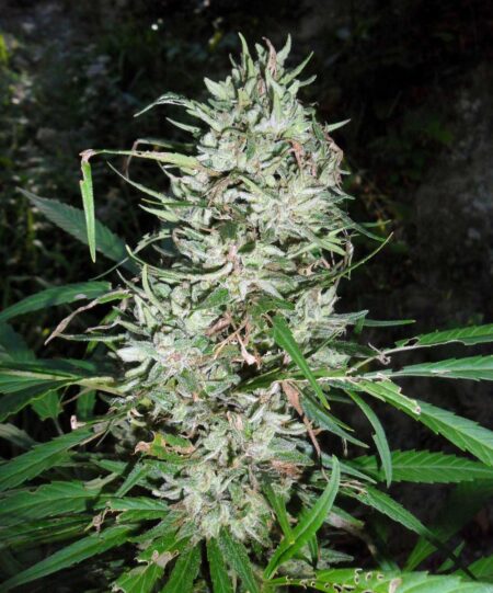 Outdoor marijuana buds often look more leafy than indoor buds, though not always. When deciding whent o harvest, look at the hairs.
