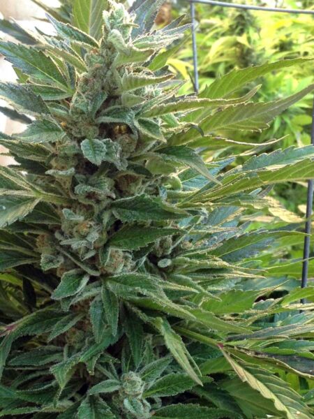 Example of a leafy outdoor cannabis bud that is ready to harvest now