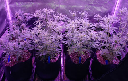 Avoid "blurple" LED grow lights for growing cannabis. Not recommended! They get lower yields and lower bud potency compared to modern LED grow lights.