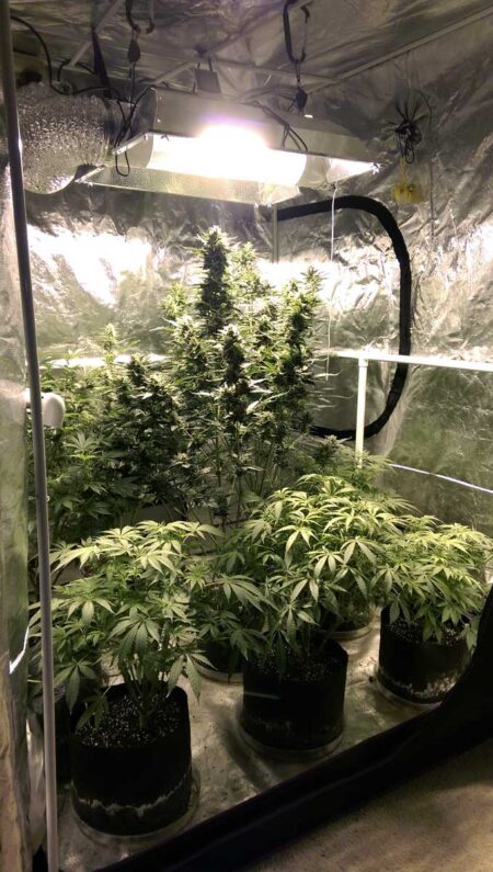 Different auto-flowering cannabis plants at different stages of life in one grow space.