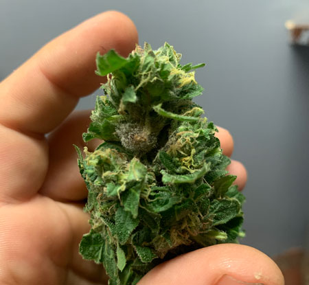 A cannabis bud with bud rot will often "open up" or split open where it's rotting.
