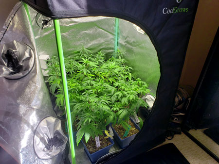 Grow cannabis plants until they're about half the final desired height.