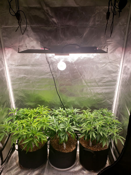 Once plants are half the final desired height, move the cannabis plants into the flowering grow space. They will about double in height from this point.