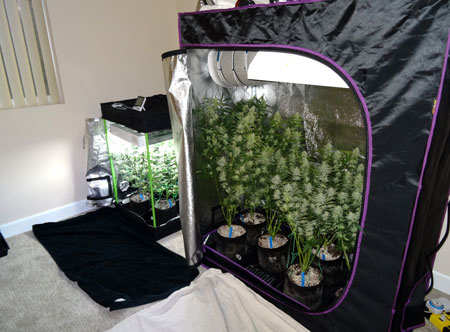 Example of a big and small cannabis grow tent next to each other in the corner of a bedroom.