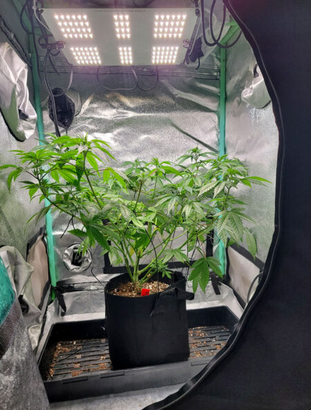 If cannabis plants are getting too tall in the vegetative space but you still need more time before the other tent is ready...