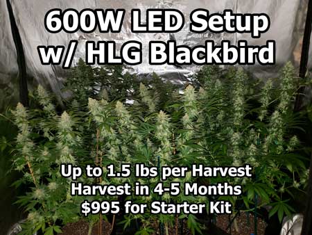 600W HLG Blackbird LED grow light is a great cannabis grow light that can produce up to 1.5 lb per harvest