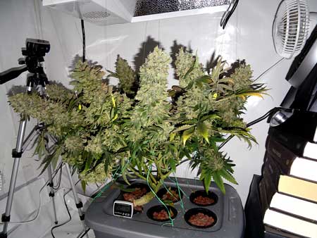 A hydroponic DWC cannabis plant grown in a 10-gallon storage container 