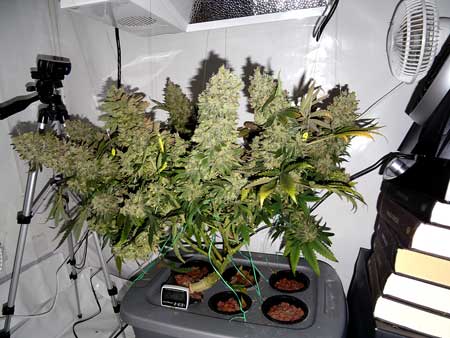 A hydroponic DWC cannabis plant grown in a 10-gallon storage container